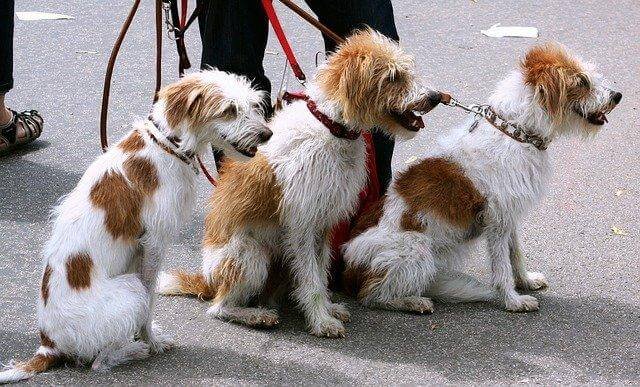 A group of dogs on leashes

Description automatically generated with medium confidence